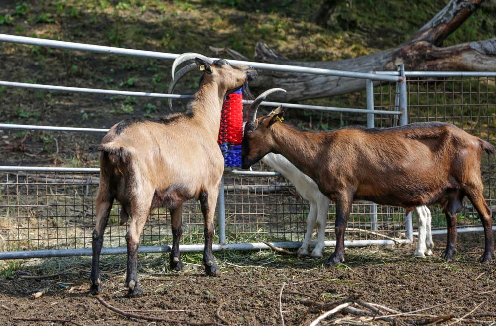 Halbrunde Kratzbürste