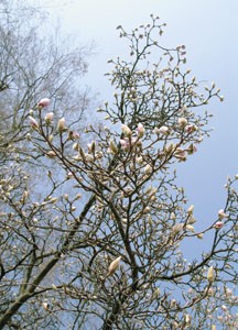 magnolien, doppelkarte A5 015, c. neutral h