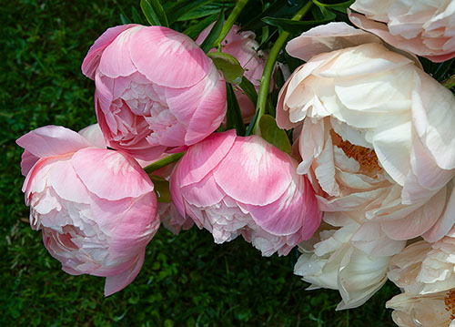 doppelkarte A5 2112 c. neutral q