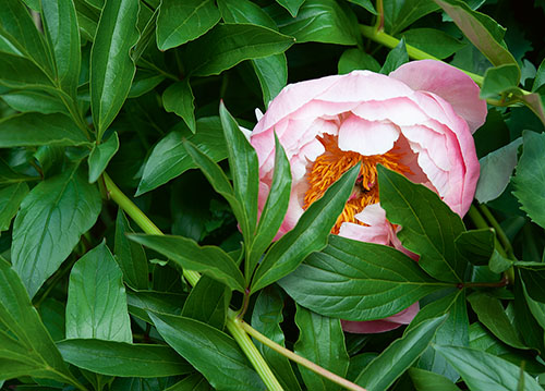 doppelkarte A5 2113 c. neutral q