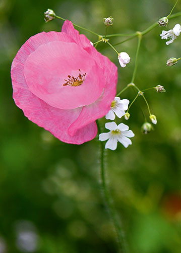 doppelkarte A5 2114 c. neutral q