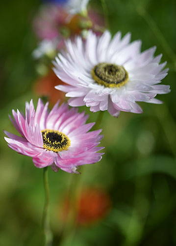 doppelkarte A5 2115 c. neutral q