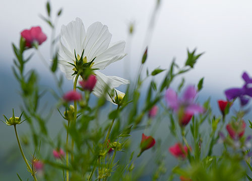 doppelkarte A5 2117 c. neutral q