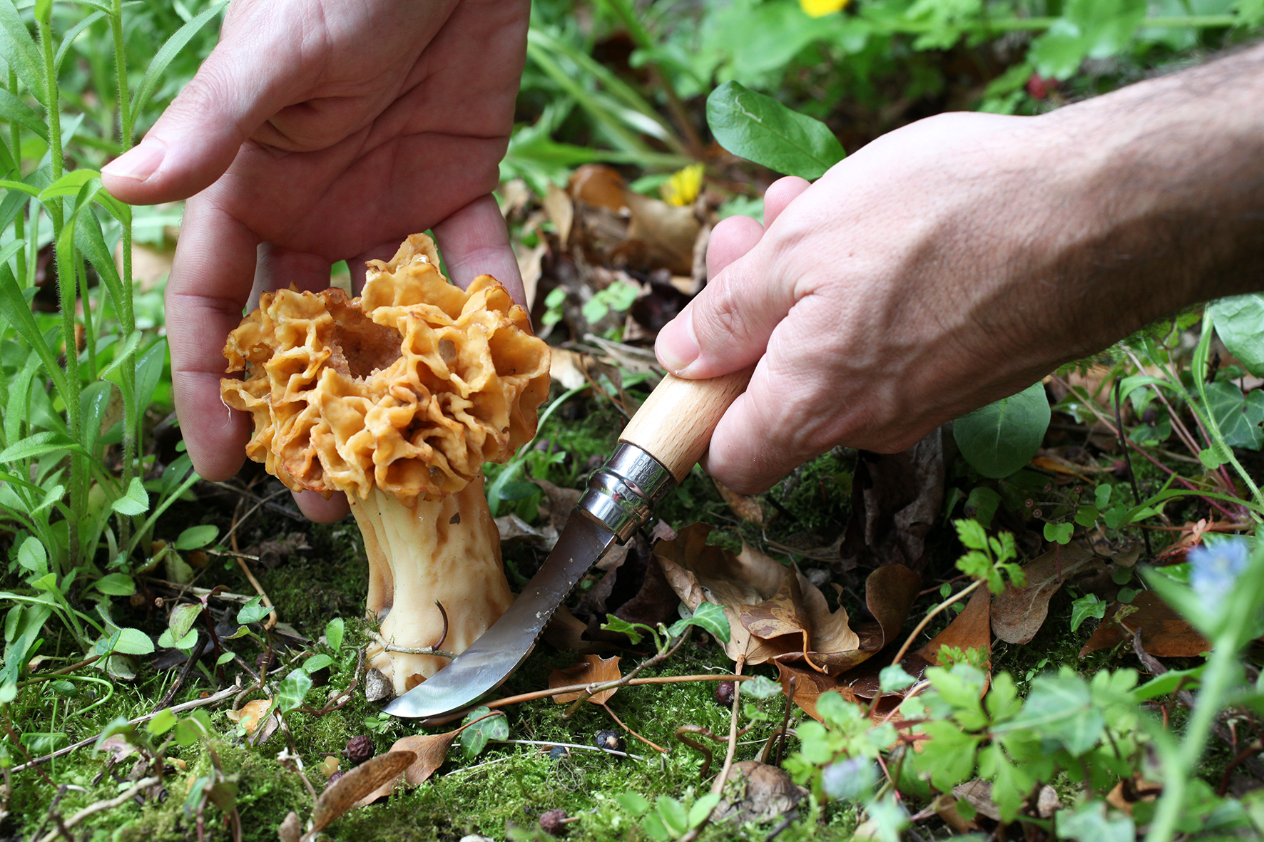 OPINEL Pilzmesser Nr.8 Eichenholz 8cm