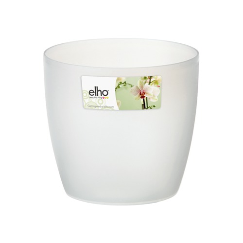Topf orchidee brussels 12.5cm<br>