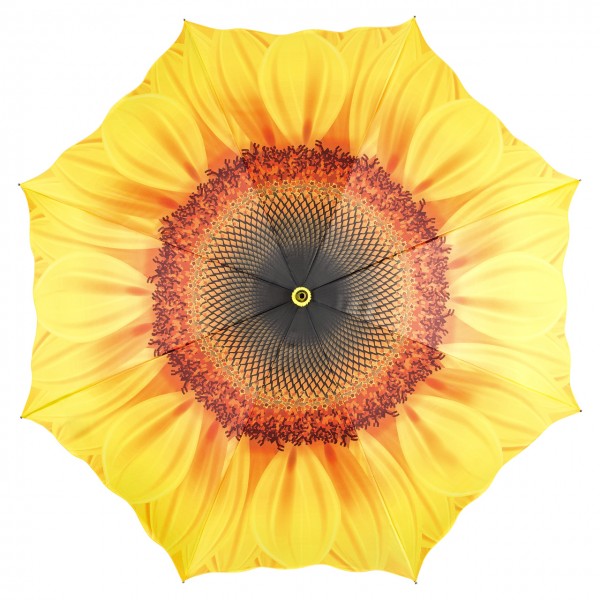 Sonnenblume