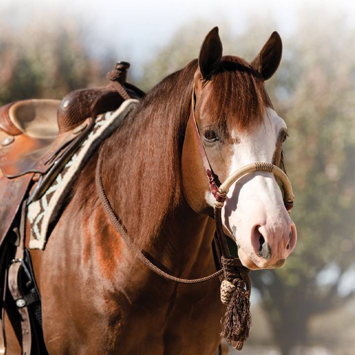 Bosal / Mecate Set<br>