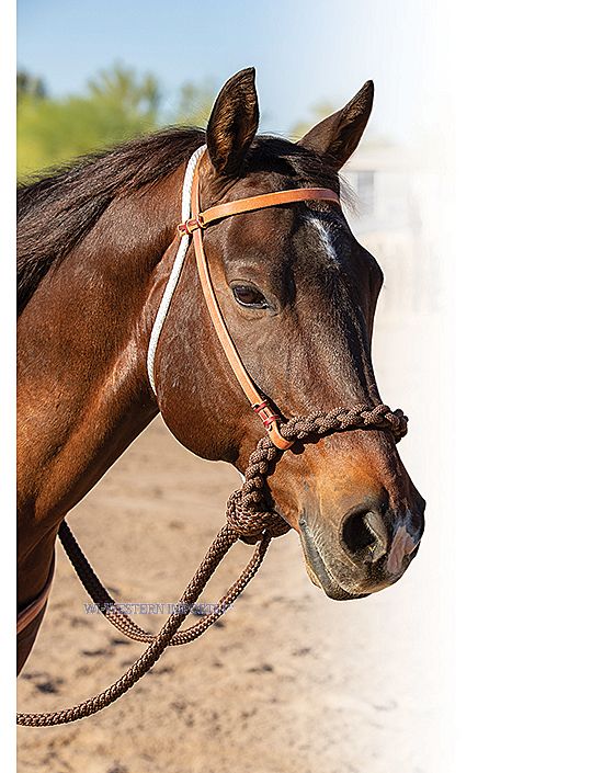 Loping Hackamore<br>