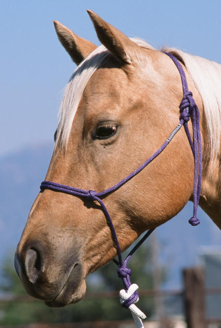 Double-Diamond Buck Brannaman <br>